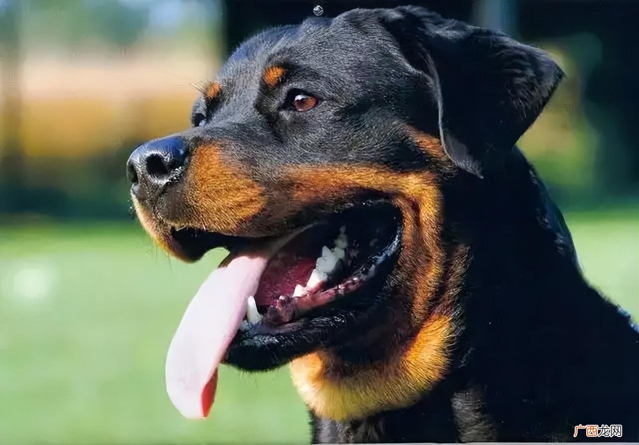 护卫“三剑客”介绍 世界三大顶级护卫犬品种图片