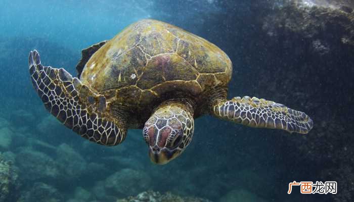 海龟是海龟科、海龟属动物 海龟是什么动物