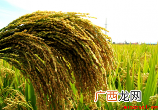 我国的水稻主要成分是淀粉对吗