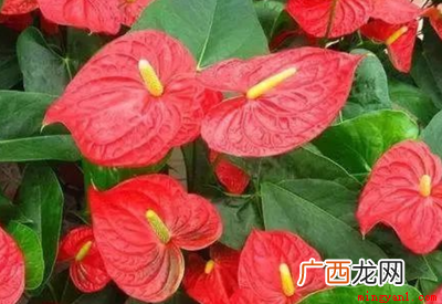 九月份种植桔梗有哪些 九月开的花有哪些