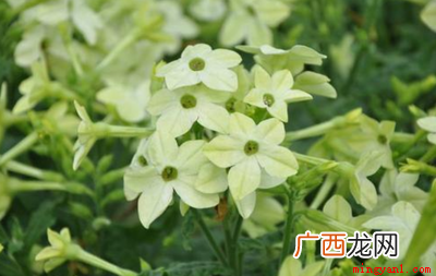 九月份种植桔梗有哪些 九月开的花有哪些
