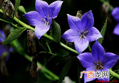 九月份种植桔梗有哪些 九月开的花有哪些