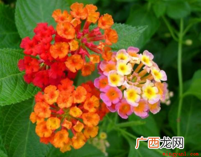 九月份种植桔梗有哪些 九月开的花有哪些