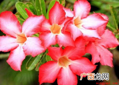 九月份种植桔梗有哪些 九月开的花有哪些