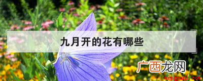 九月份种植桔梗有哪些 九月开的花有哪些