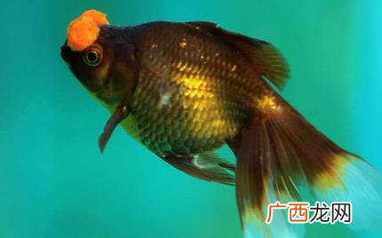 养金鱼要一直打氧气吗 养金鱼要打氧气吗