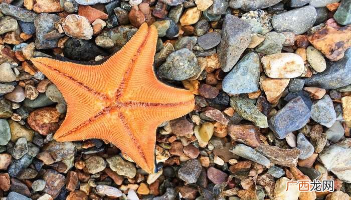 海星的任何一个部位都可以重新生成一个新的海星 海星是食肉动物吗