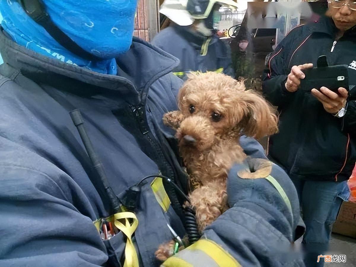 狗狗最害怕的7件事 狗害怕什么东西或是气味?