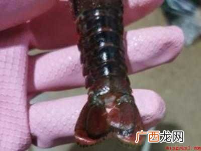 小龙虾线如何快速去除的具体操作步骤 小龙虾线如何快速去除