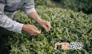 杭州最好的茶是什么茶叶 杭州什么茶叶最出名