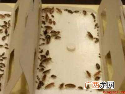 蟑螂怎么能彻底清除的具体操作步骤 蟑螂怎么能彻底清除