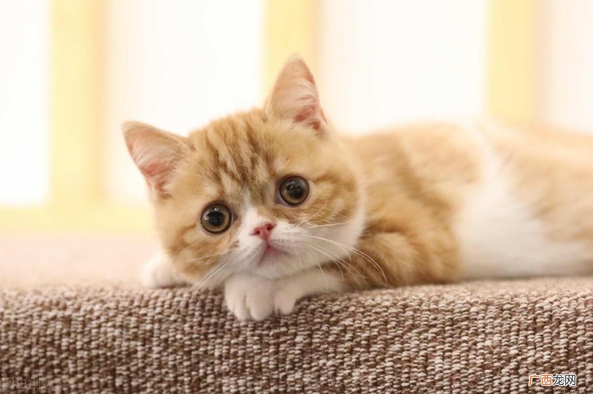 专治猫咪厌食的十种食物 猫最爱吃的10种食物