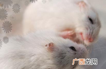 仓鼠拉肚子是怎么回事 仓鼠拉肚子是什么原因