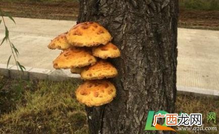 柳树长的蘑菇能吃吗 柳树长的菌子可以吃吗