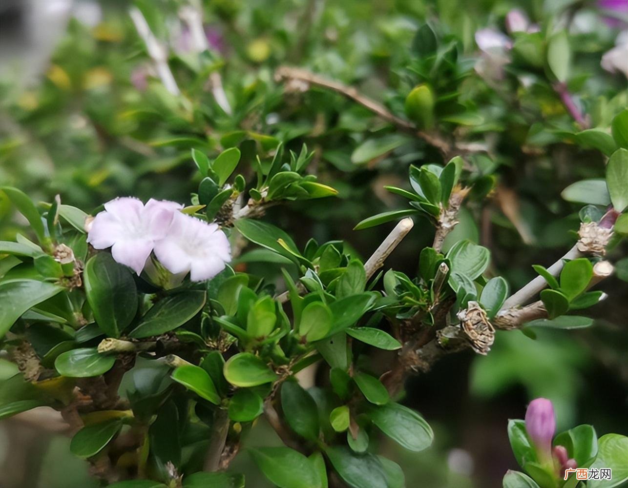 白色花卉的名字及图片 开白色花的植物有哪些品种