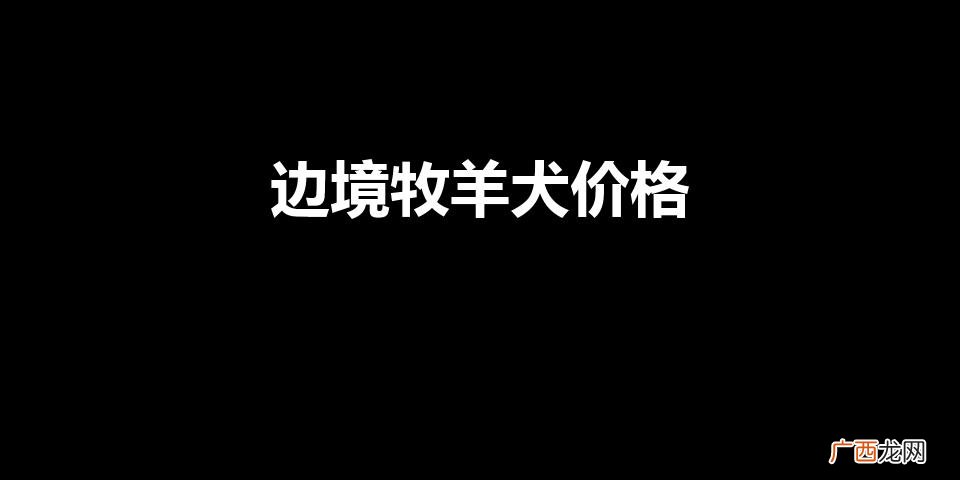 一条边境牧羊犬多少钱 边境牧羊犬价格