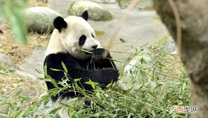 大熊猫的习性 大熊猫的习性是什么