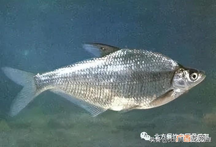 鳌花鱼 三花一岛都是什么鱼