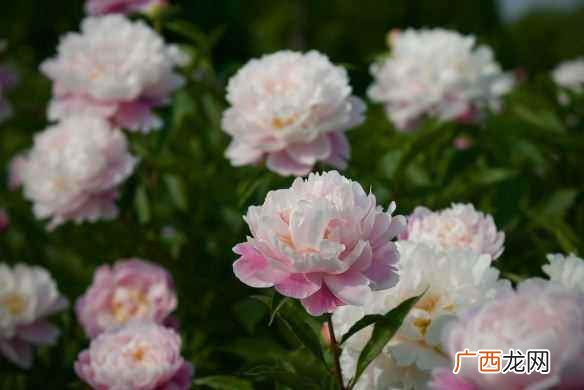 芍药种植地域要求 种植芍药适合什么土壤