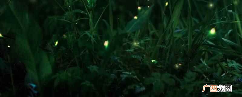 萤火虫的幼虫是什么样子 萤火虫的幼虫用什么呼吸