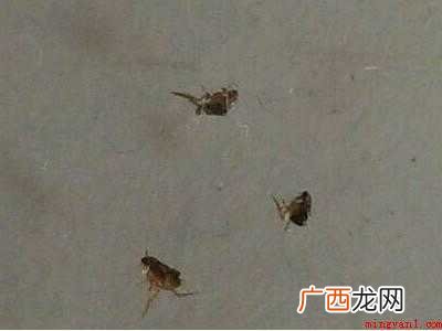 跳蚤怎么去除的具体操作步骤 跳蚤怎么去除