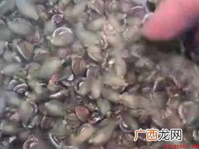 金钱螺怎么吃的具体操作步骤 金钱螺怎么吃