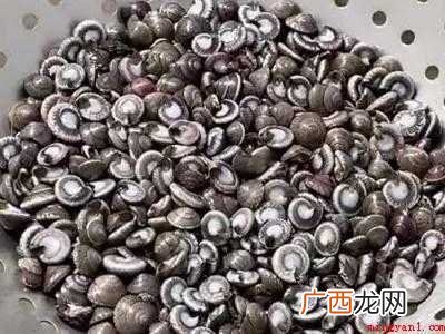 金钱螺怎么吃的具体操作步骤 金钱螺怎么吃
