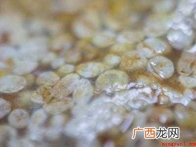 金钱螺怎么吃的具体操作步骤 金钱螺怎么吃