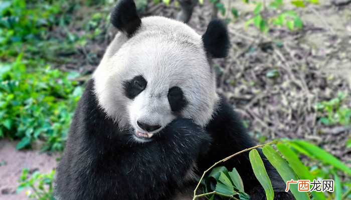 大熊猫的生活习性有哪些呢 大熊猫的生活习性有哪些