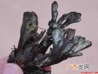 干巴菌怎么清洗干净的具体操作步骤 干巴菌怎么清洗干净