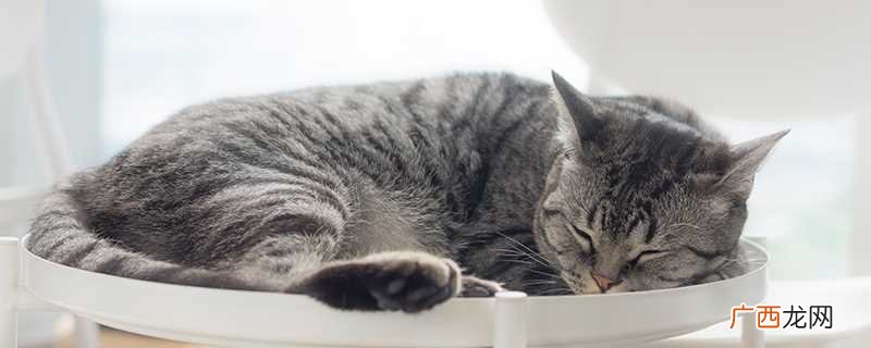 猫鱼是什么鱼啊 猫鱼是什么鱼