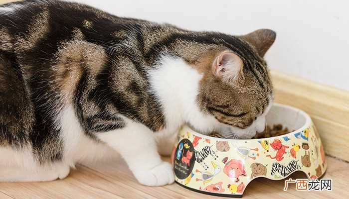 猫鱼是什么鱼啊 猫鱼是什么鱼