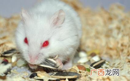 仓鼠磨牙用什么树枝好 仓鼠磨牙用什么树枝
