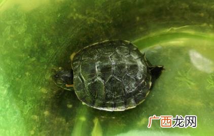 乌龟拉黄色稀水是什么原因 乌龟为什么拉黄水