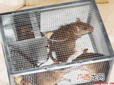 大老鼠怎么能抓住的具体操作步骤 大老鼠怎么能抓住