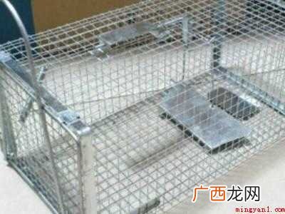 大老鼠怎么能抓住的具体操作步骤 大老鼠怎么能抓住