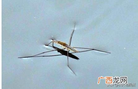 能漂在水上的虫子叫什么名字 水上漂的虫子叫什么