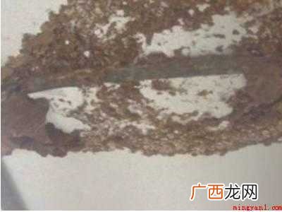 小型马蜂窝怎么办的具体操作步骤 发现小型马蜂窝怎么办