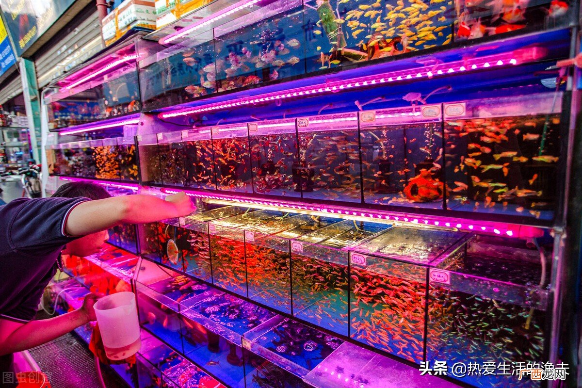 新手适合养什么品种的热带鱼 最好养的热带鱼有哪些