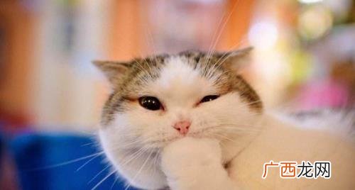 猫咪吃西红柿没事吧 可以喂猫吃咸的吗