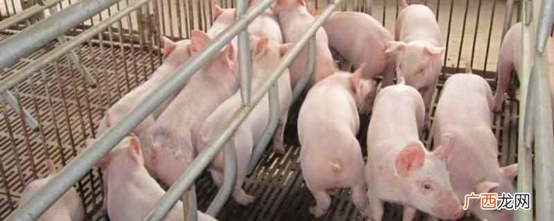 动物下角料喂猪动检会管 动物下角料喂猪动检会管吗