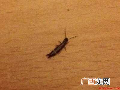 螋怎么根除的具体操作步骤 蠼螋怎么根除