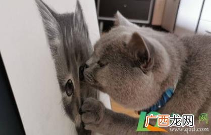 猫咪发情怎么安抚
