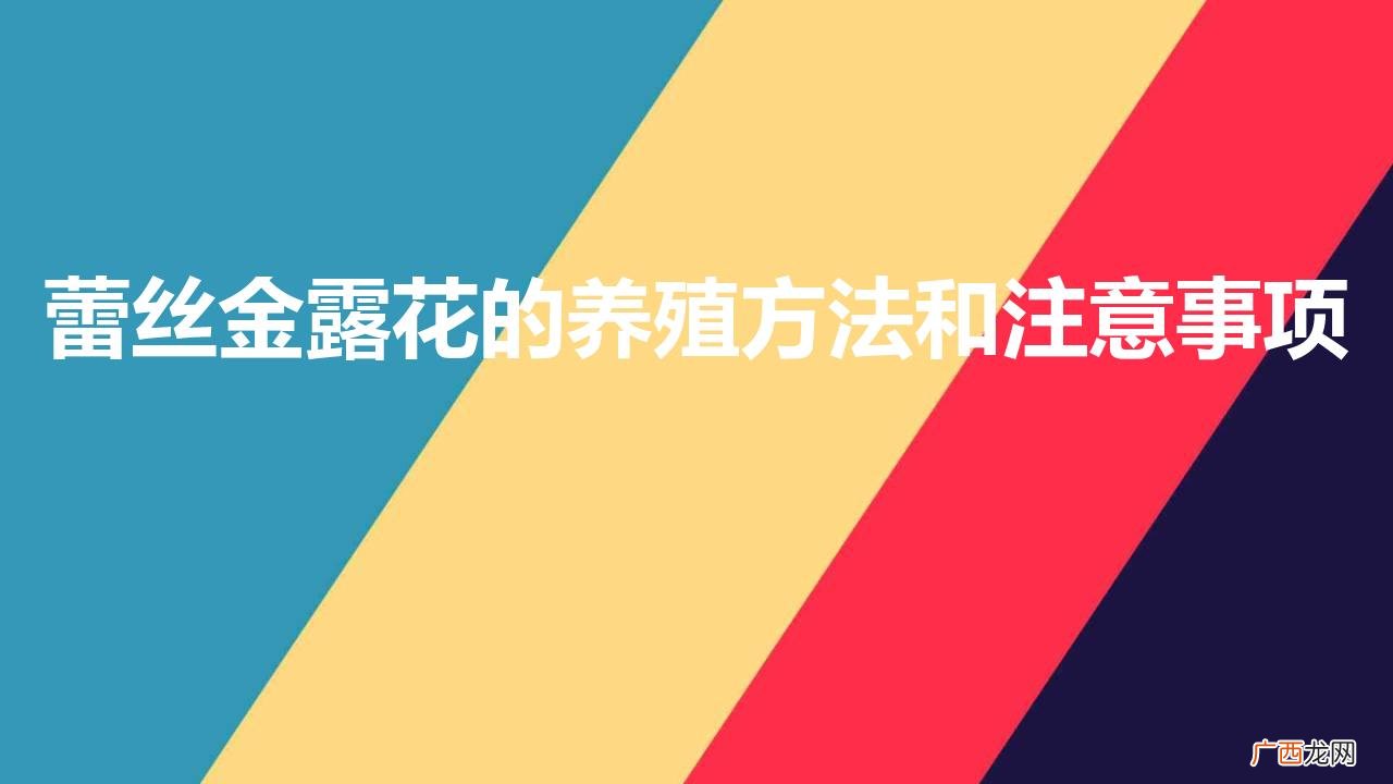 蕾丝金露花可以在室内养吗,有毒吗 蕾丝金露花的养殖方法和注意事项