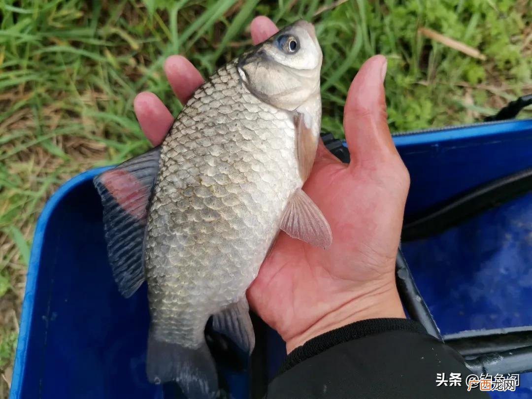用蚯蚓钓鱼更快有什么讲究 用蚯蚓怎么钓鱼更容易上钩