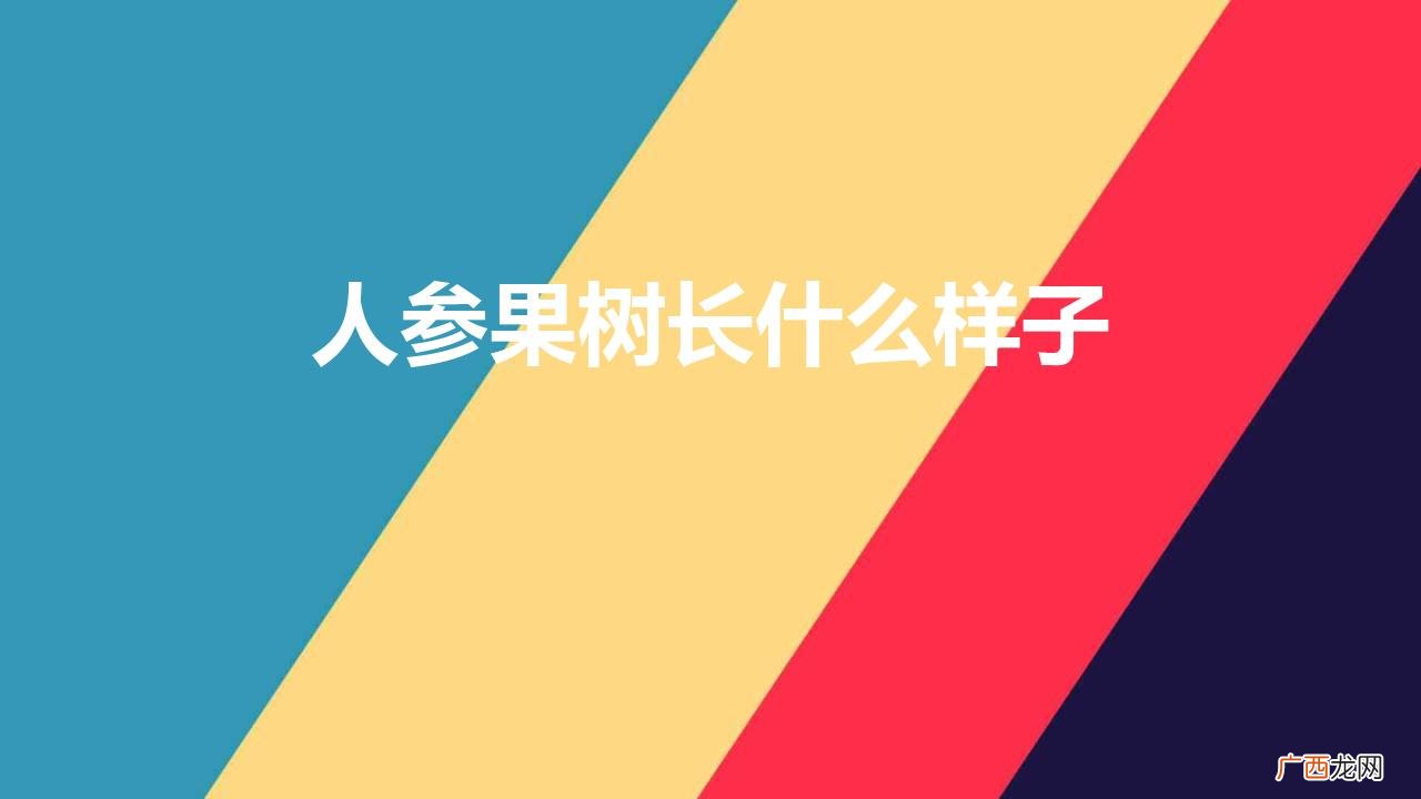 人参果树长什么样子