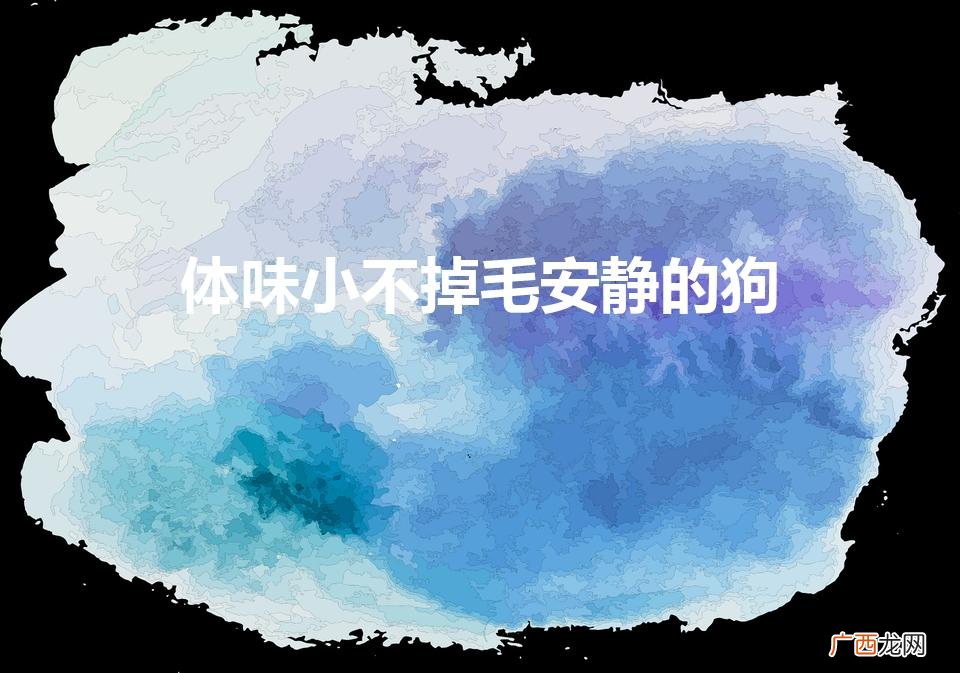 体味小不掉毛安静的狗（上班族养什么狗最省心)