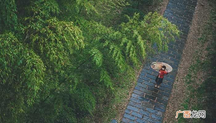 行道树的种植方式以及怎么打支撑 行道树种植间距一般是多少