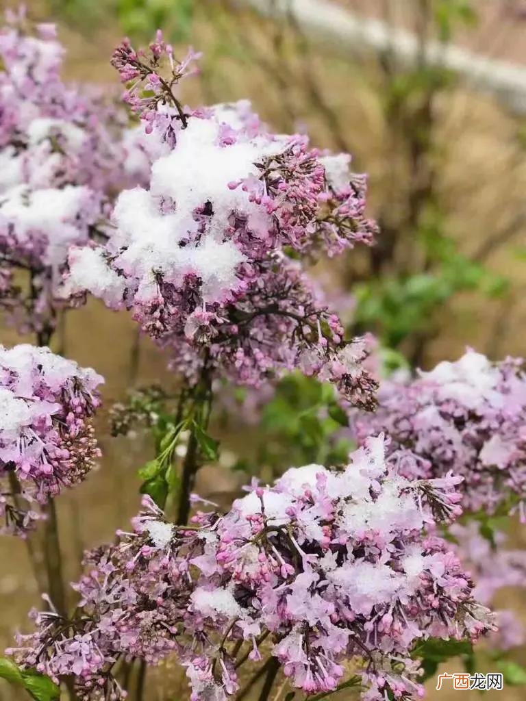 加盟冰雪蜜城大概多少钱 适合新手做的小生意