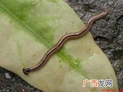 涡虫怎么才能杀死的具体操作步骤 涡虫怎么才能杀死